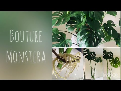 BOUTURE DE MONSTERA DELICIOSA