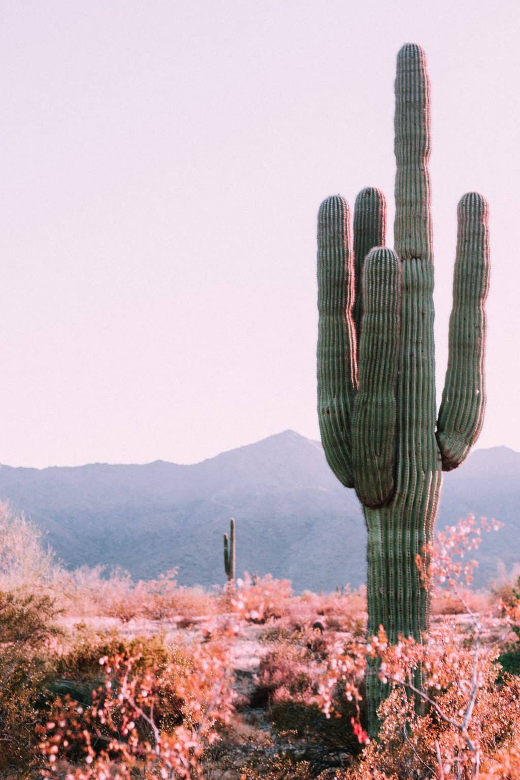Comment faire un jardin de cactus en 3 étapes [+Exemples] Inès & Julie.