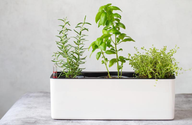 10 plantes d