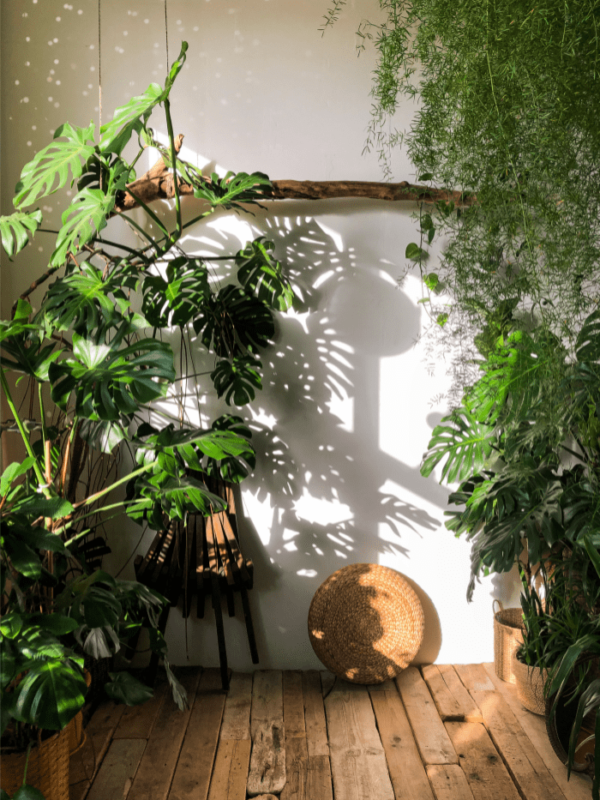 Monstera entretien, arrosage et conseils pratiques Inès & Julie.