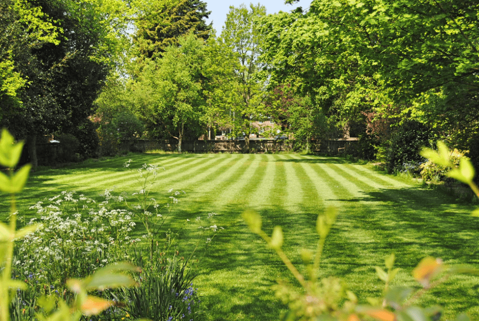 pelouse de jardin tondue