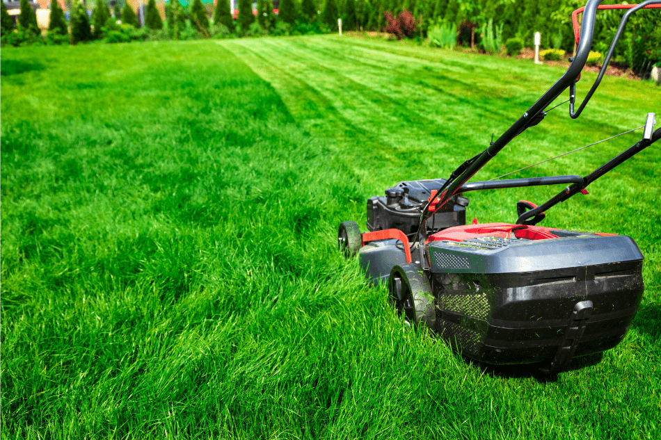 tondeuse à gazon dans un jardin