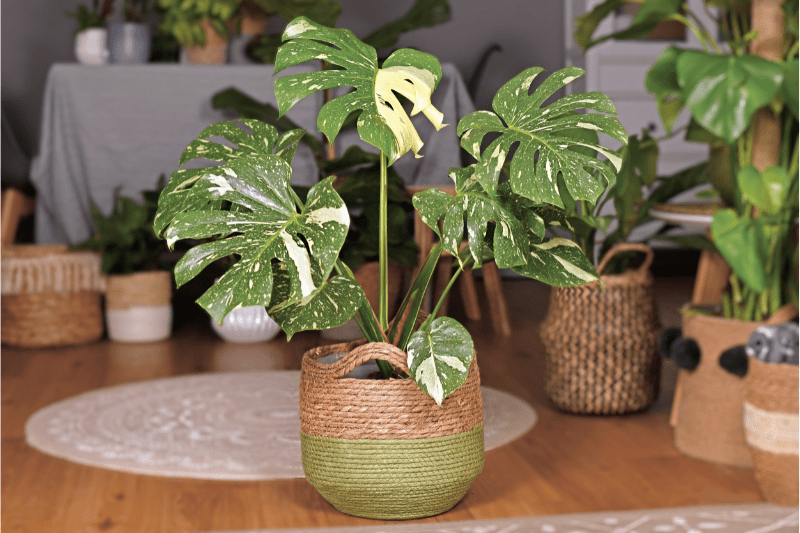 monstera dans un salon