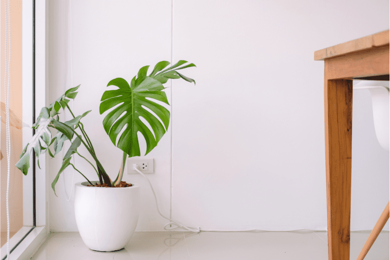 monstera dans un pot blanc