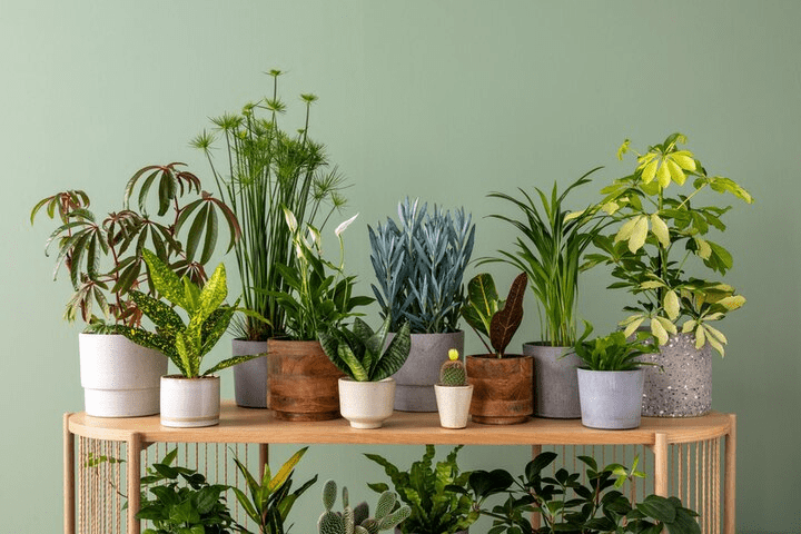 pots de plantes 