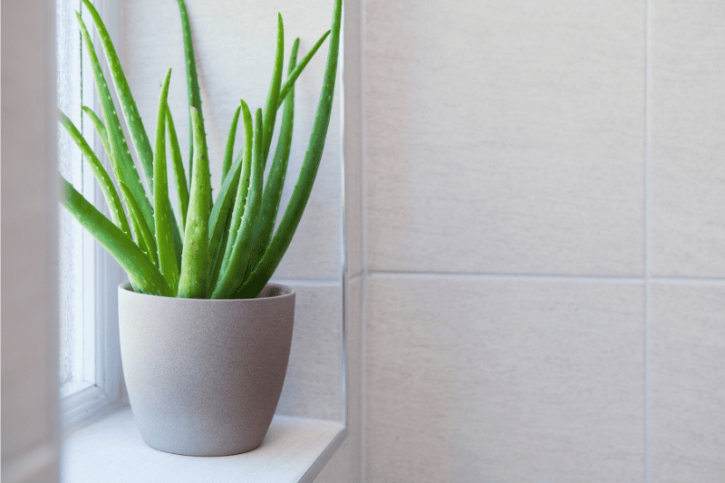 aloe vera dans un pot