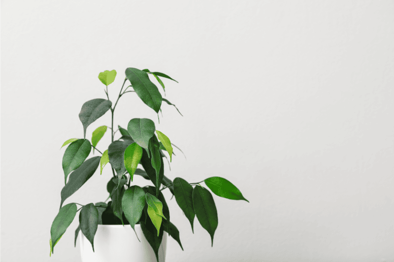 variété  de plante ficus benjamina