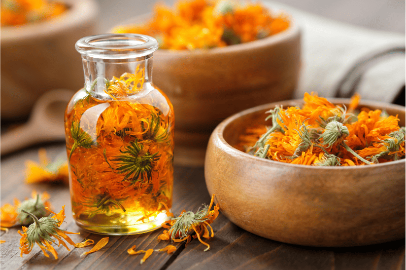 infusion plantes