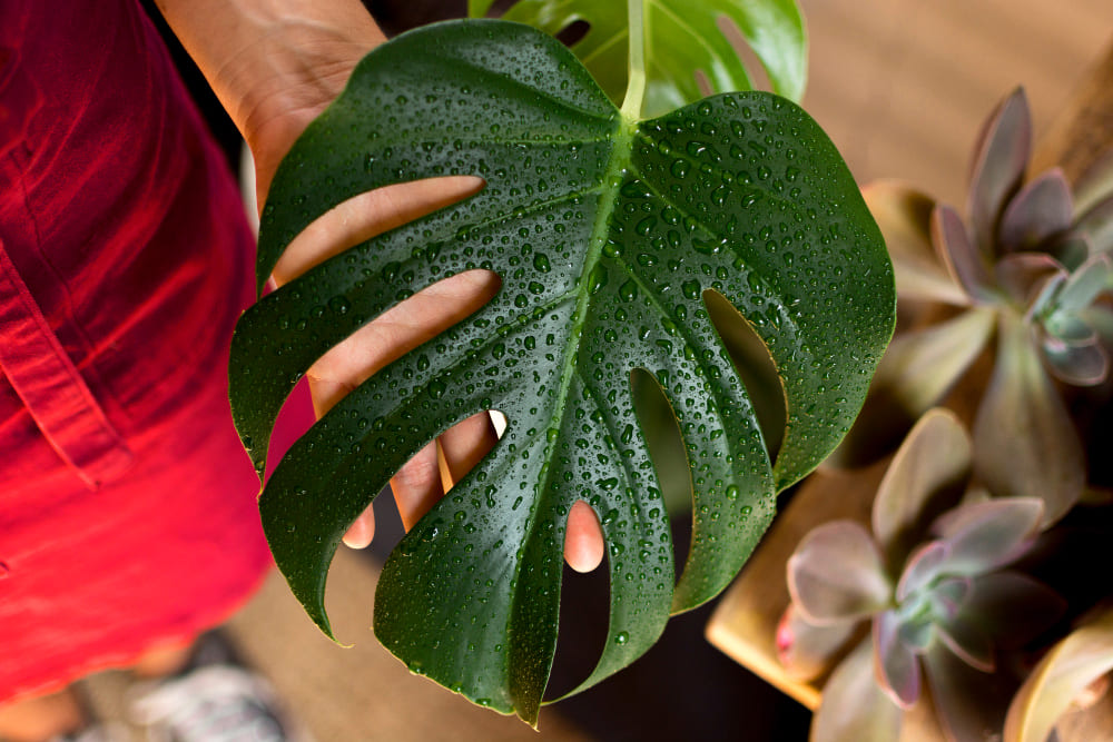 brumiser une feuille de monstera