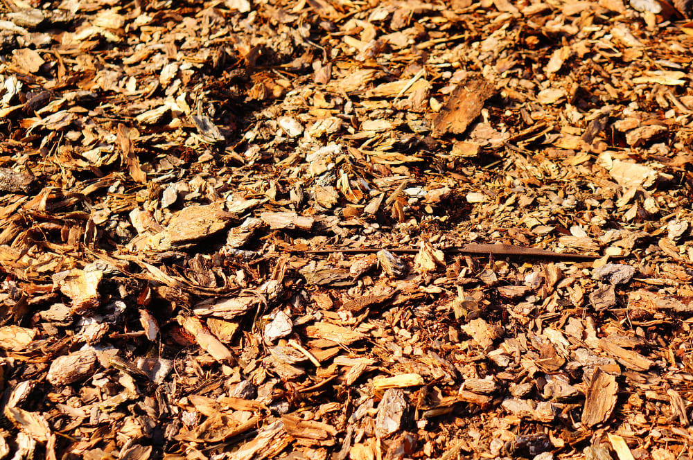 sol recouvert de paillage