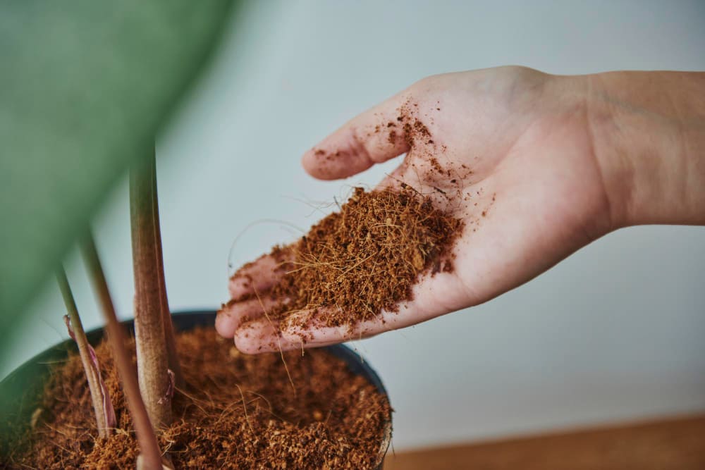 substrat pour monstera