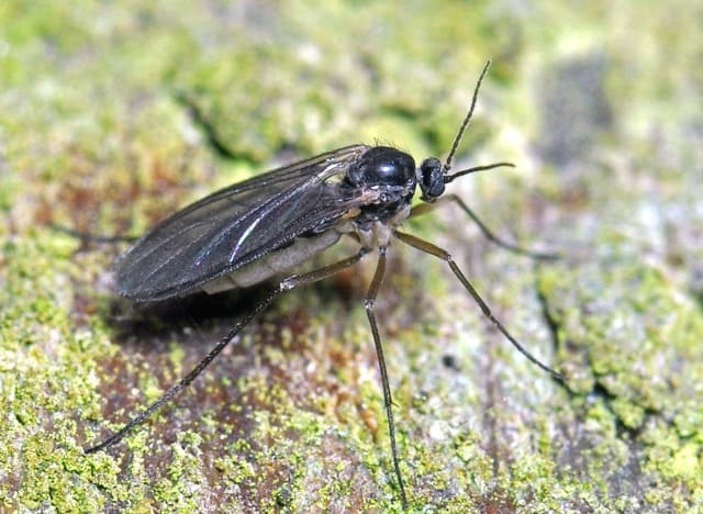 mouche de terreau en gros plan