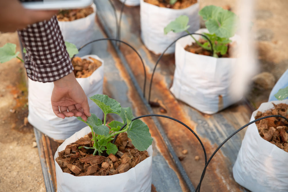 arrosage au goutte a goutte de plantes